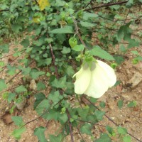 Hibiscus vitifolius L.